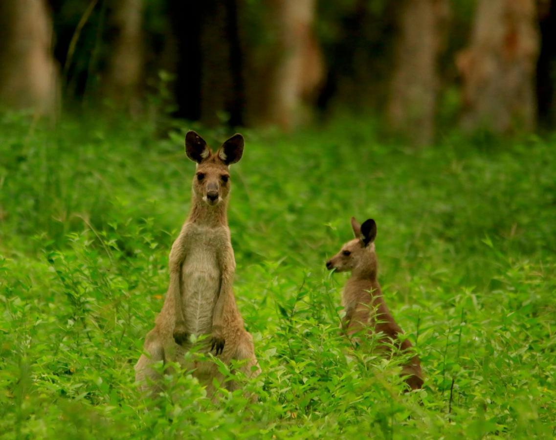 Wild Nature Lodge, Mareeba Wetlands Biboohra Екстериор снимка