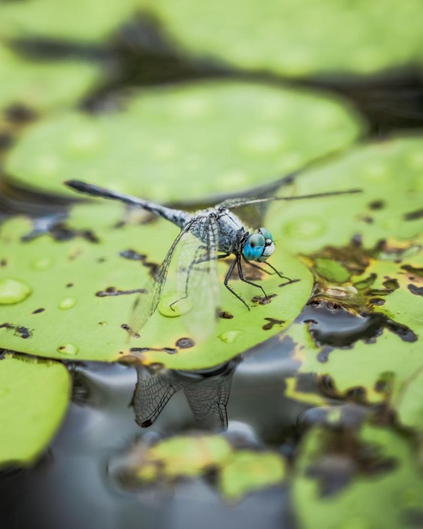 Wild Nature Lodge, Mareeba Wetlands Biboohra Екстериор снимка